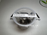 ADA 螺旋椒草(虎斑) Cryptocoryne spiralis tiger IC198